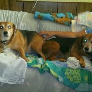 Meet your Posher, Sharon